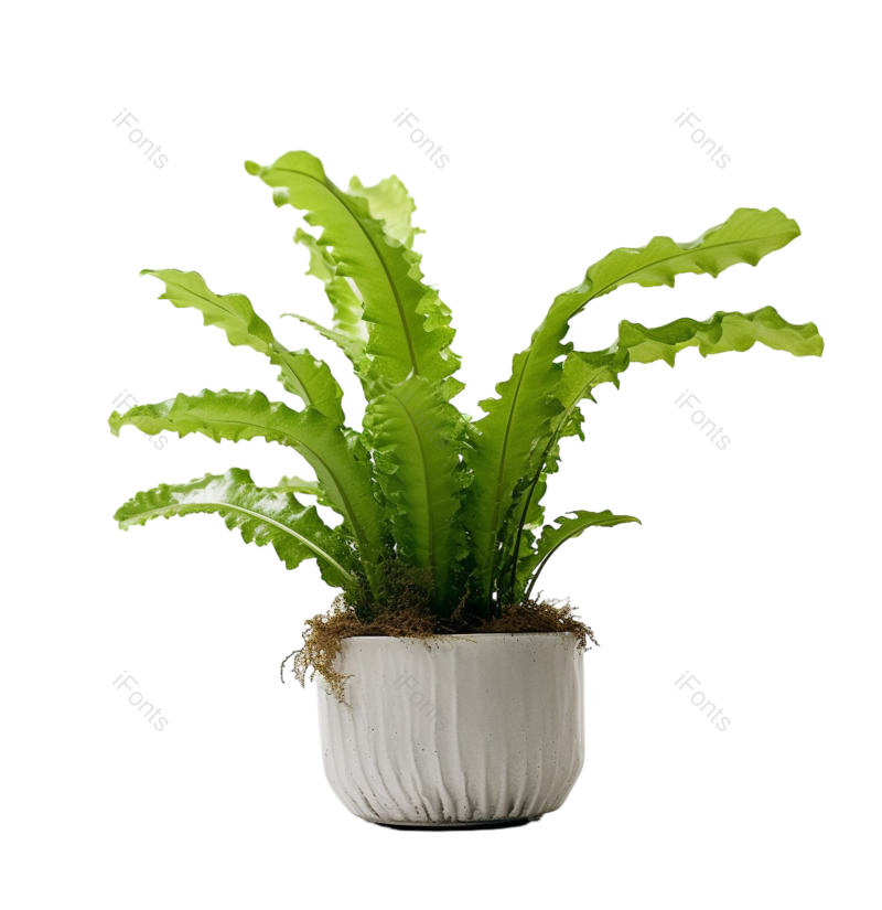 叶子图片,摄影元素,白色背景PNG,花盆免抠素材